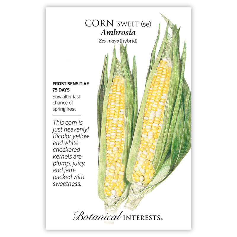 Ambrosia Sweet Corn Seeds