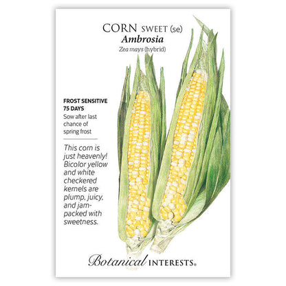 Ambrosia Sweet Corn Seeds