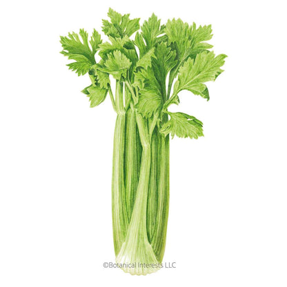 Merengo Celery Seeds