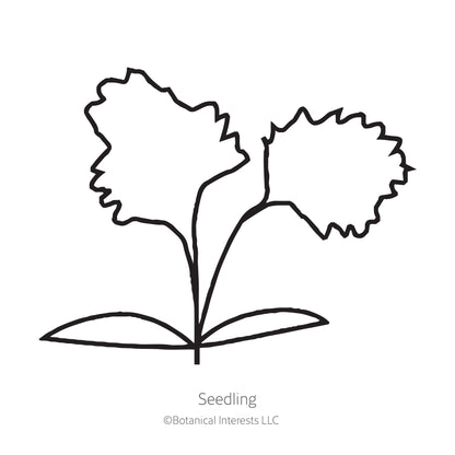 Merengo Celery Seeds