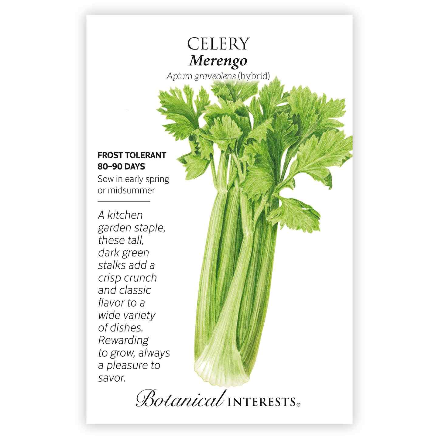 buy celery seeds for planting Merengo Celery Seeds