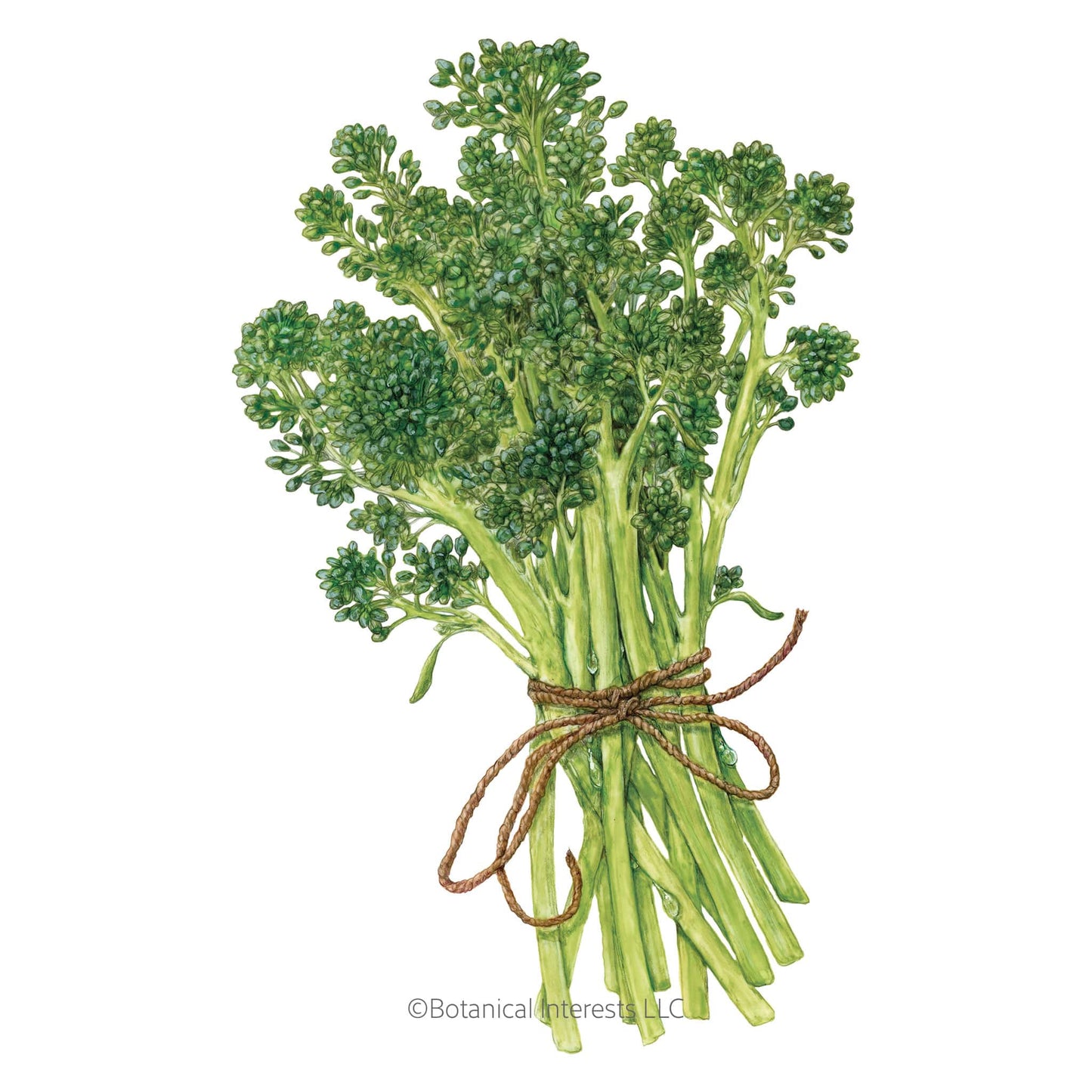 Aspabroc Broccolini Seeds
