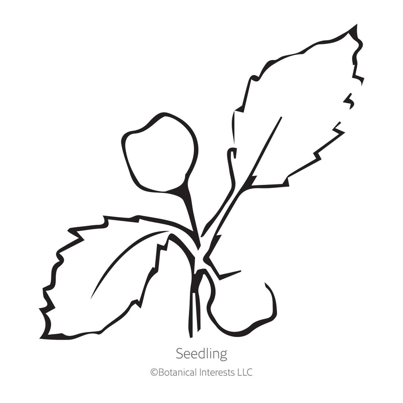 Aspabroc Broccolini Seeds