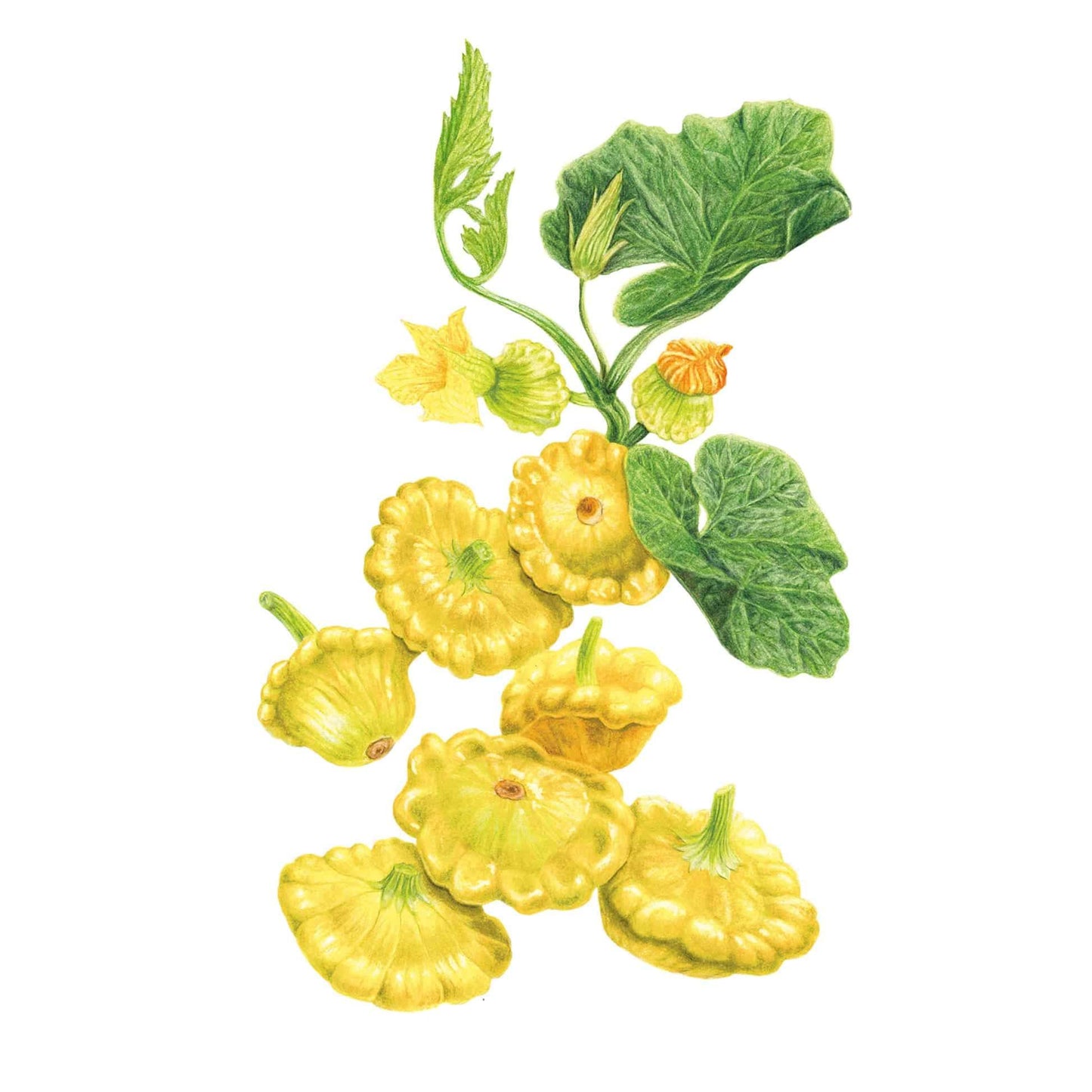 Gelber Englischer Summer (Patty Pan) Squash Seeds