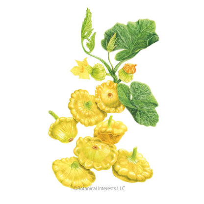 Gelber Englischer Summer (Patty Pan) Squash Seeds