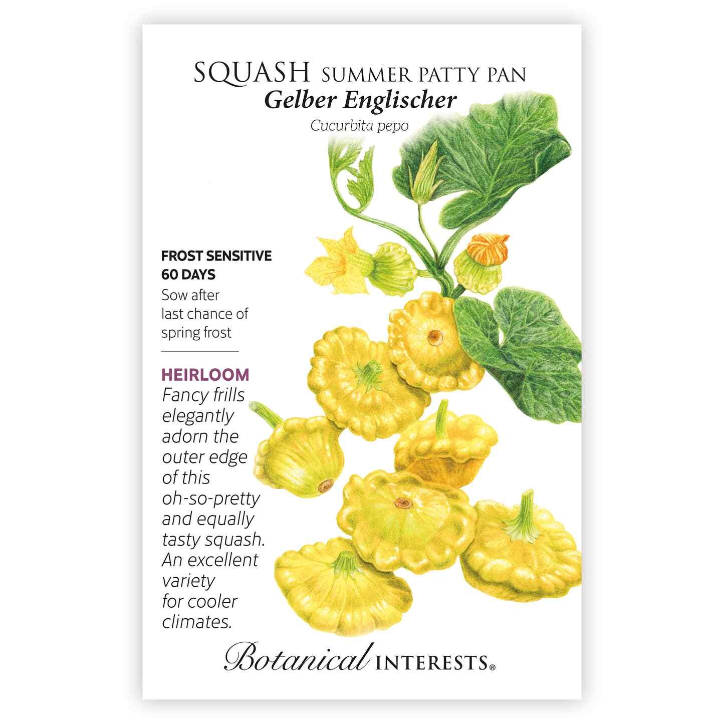 Gelber Englischer Summer (Patty Pan) Squash Seeds