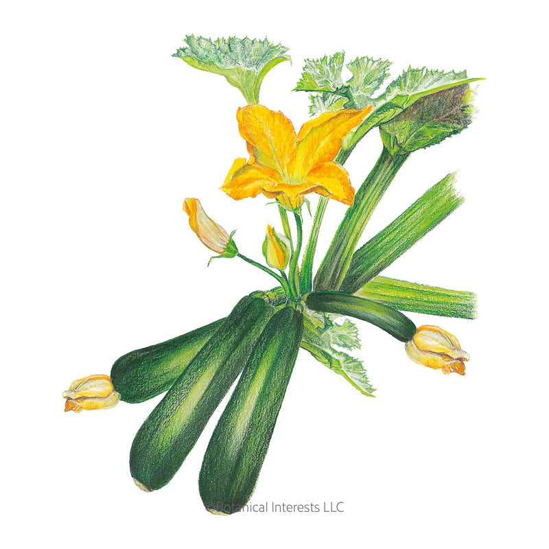 Triumph Summer Squash Seeds