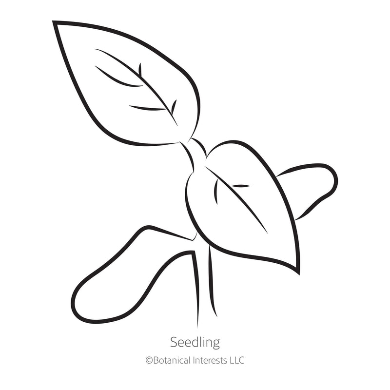 Costoluto Genovese Pole Tomato Seeds