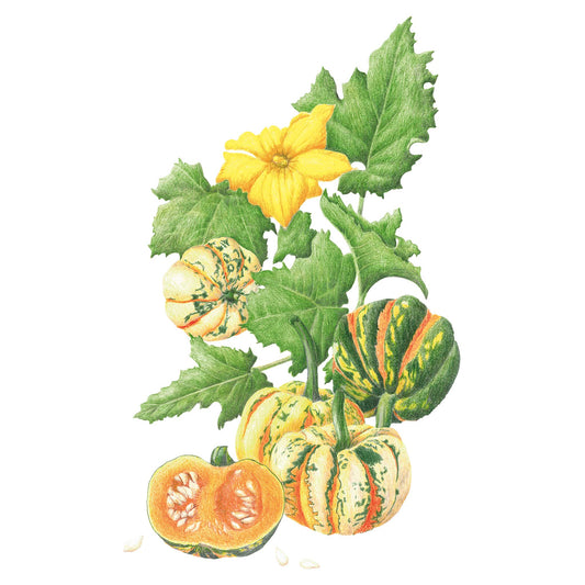 Thriller Winter Squash Seeds