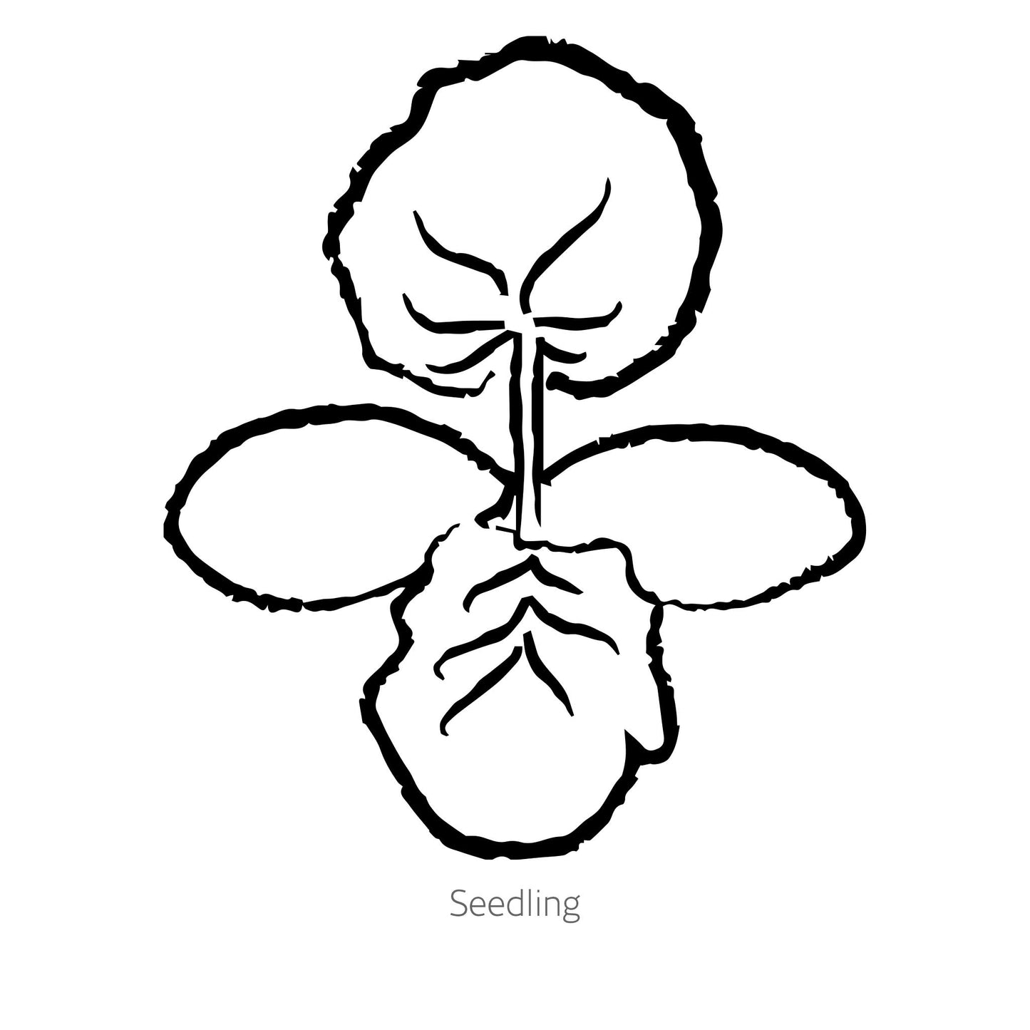 Thriller Winter Squash Seeds