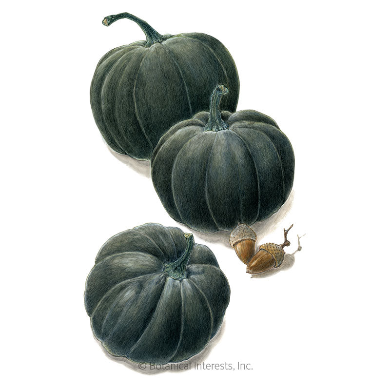 Black Kat Pumpkin Seeds