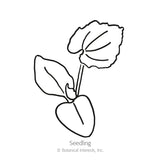 Black Kat Pumpkin Seeds