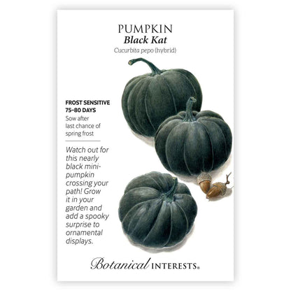 Black Kat Pumpkin Seeds