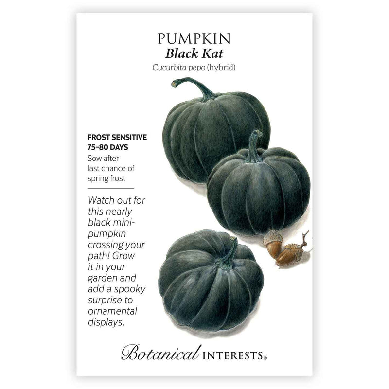 pumpkin seeds for garden Black Kat Pumpkin Seeds – Epic Gardening
