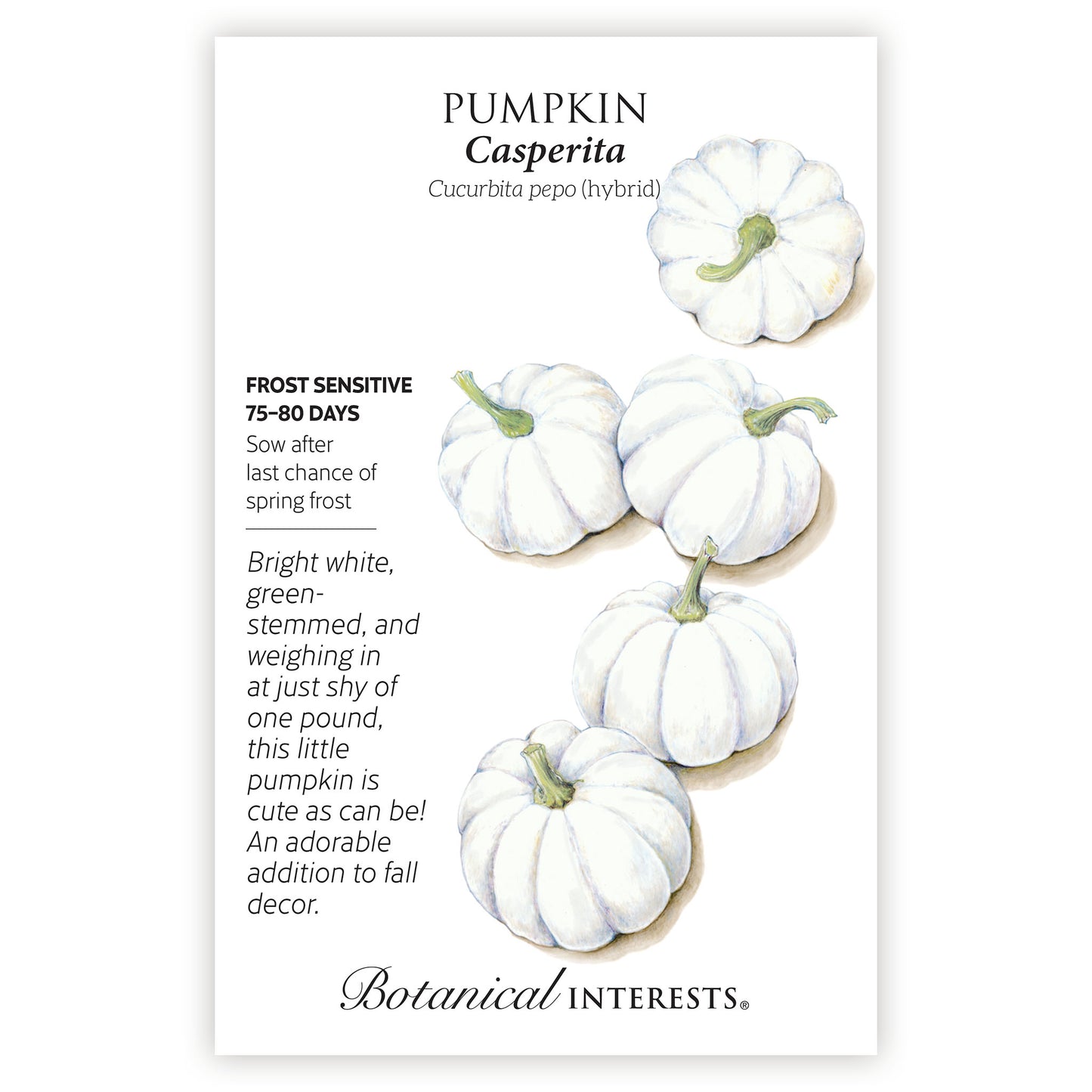 white pumpkin seeds to plant Casperita Pumpkin Seeds