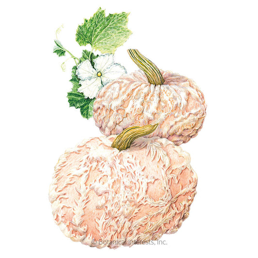 Galeux d’Eysines Pumpkin Seeds Product Image