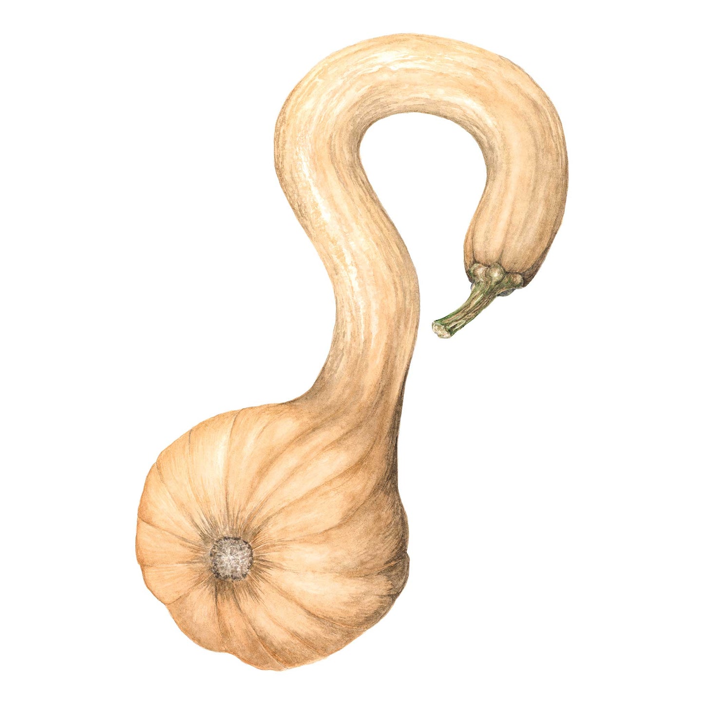 Pennsylvania Dutch Crookneck Winter Squash Seeds