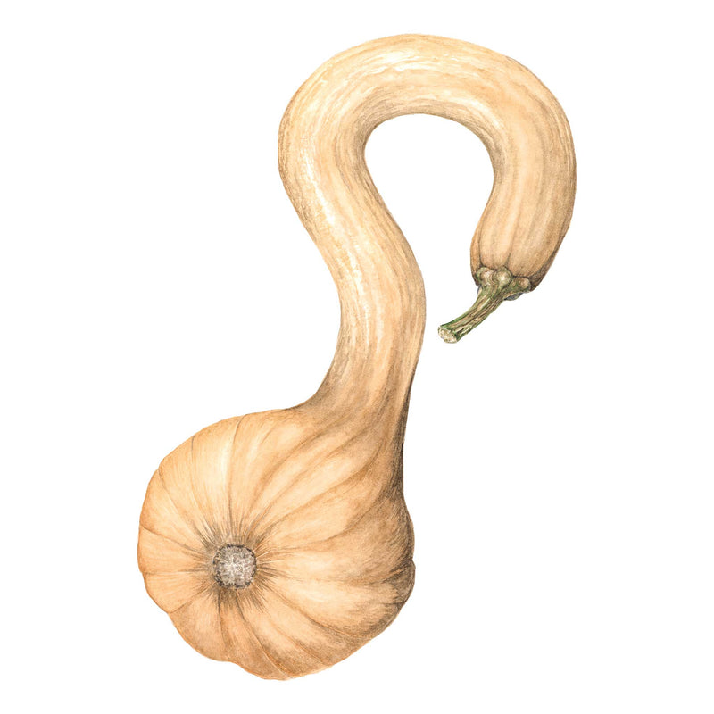 Pennsylvania Dutch Crookneck Winter Squash Seeds