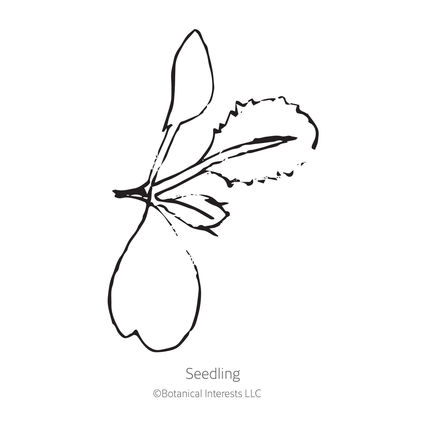 Top Bunch 2.0 Collards Seeds