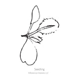 Top Bunch 2.0 Collards Seeds