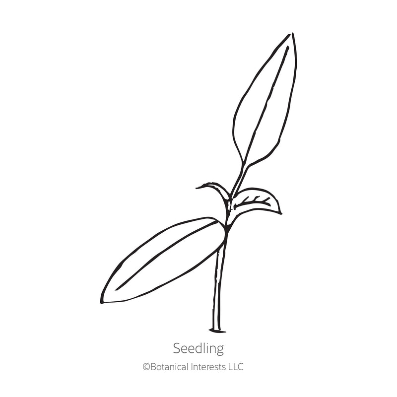 Lemon Drop Chile Pepper Seeds