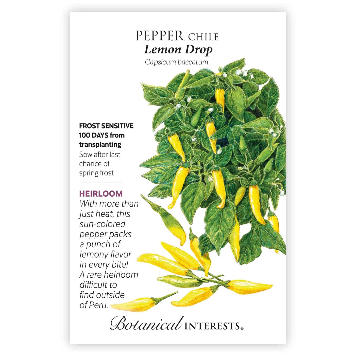 planting pepper seeds outside Lemon Drop Chile Pepper Seeds – Epic Gardening