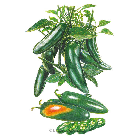 Megatron Jalapeño Chile Pepper Seeds Product Image