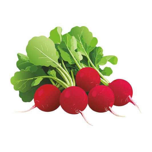Cherry Belle Radish