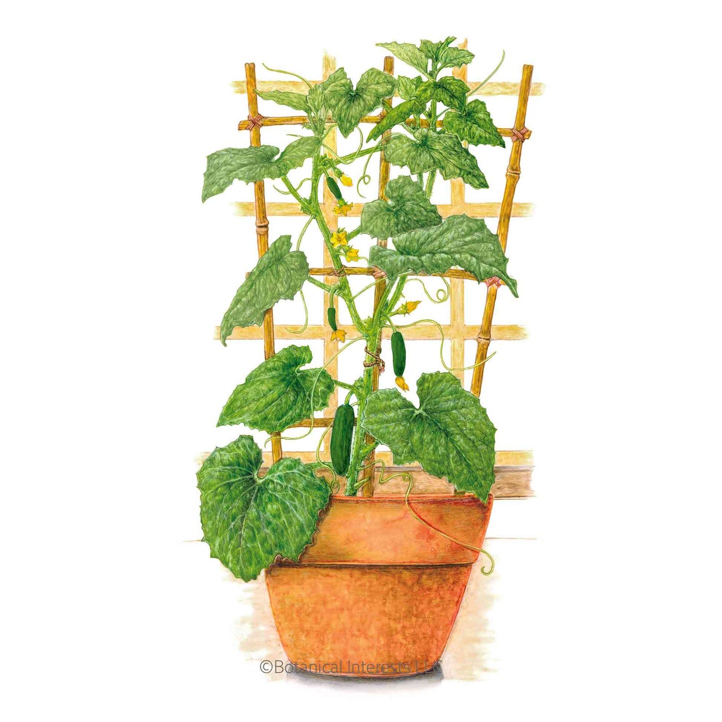 planting cucumber plants in pots Quick Snack Cucumber Seeds