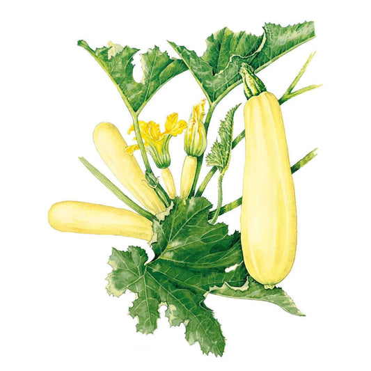 Chiffon Summer Squash Seeds