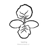 Chiffon Summer Squash Seeds