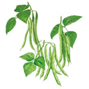 Calima Bush Bean