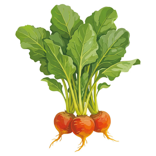 Golden Detroit Beet