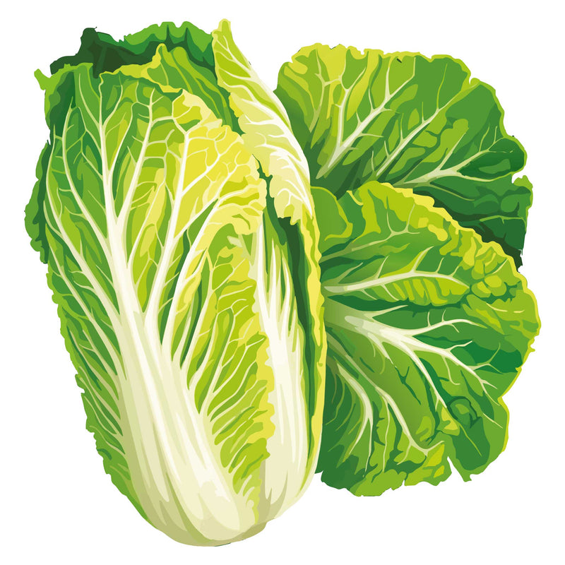 Wawa Tsai Napa Cabbage