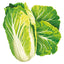 Wawa Tsai Napa Cabbage