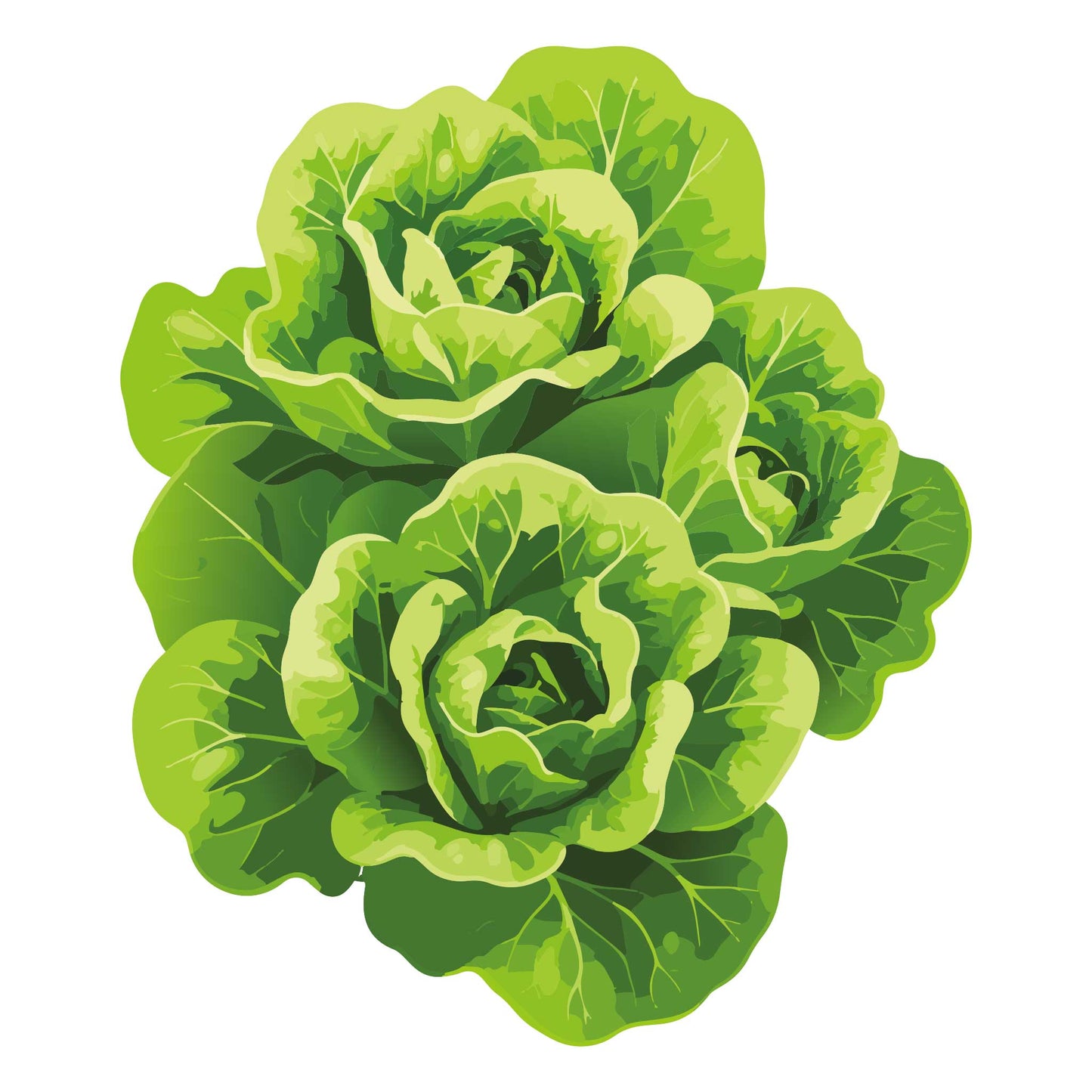 Capitaine Butter Lettuce