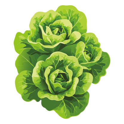 Capitaine Butter Lettuce