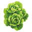 Capitaine Butter Lettuce