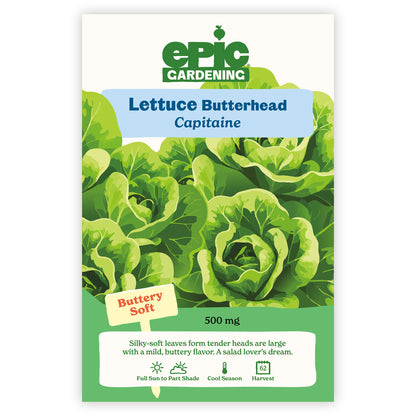 Capitaine Butter Lettuce