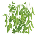 Caseload Shelling Pea