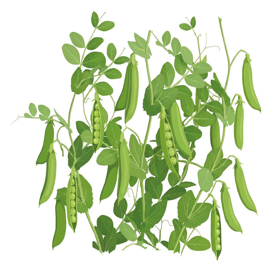 Caseload Shelling Pea
