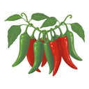 Anaheim Chile Pepper