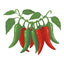 Anaheim Chile Pepper