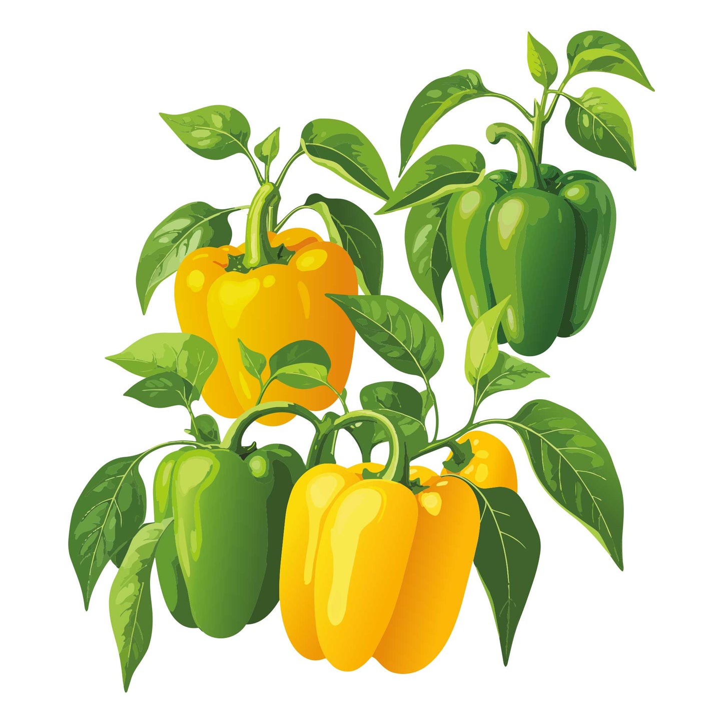 Sunbright Sweet Pepper