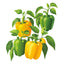 Sunbright Sweet Pepper