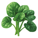 Jeep Spinach