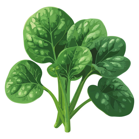 Jeep Spinach