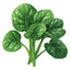 Jeep Spinach