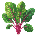 Magenta Sunset Swiss Chard