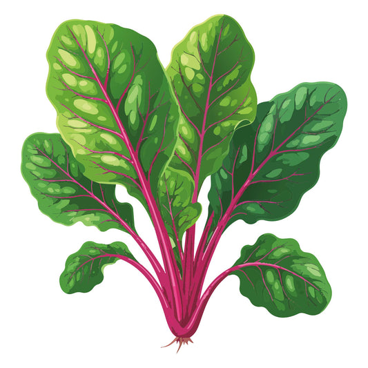 Magenta Sunset Swiss Chard